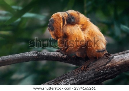 Similar – Image, Stock Photo Golden lion on the top of St Mark’s Basilica (San Marco) in Venice, Italy