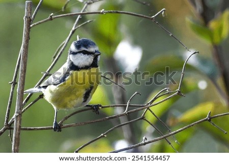 Similar – Image, Stock Photo Curious blue tit on a tree trunk