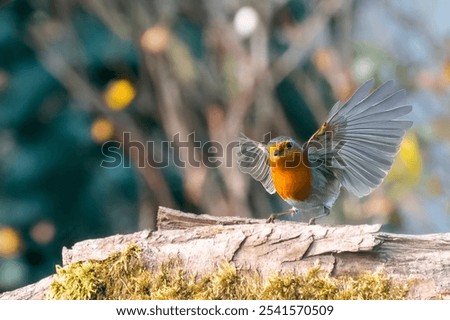 Similar – Image, Stock Photo A robin is on the lookout for a suitable house on a wooden roof. Well, or for another robin.