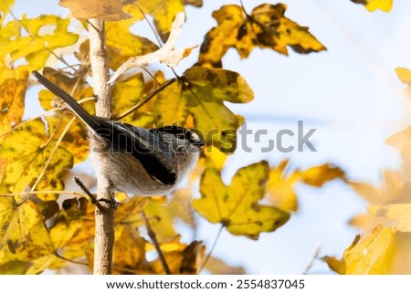 Similar – Image, Stock Photo Blue Tit looks around