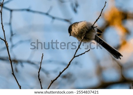 Similar – Image, Stock Photo Blue Tit looks around