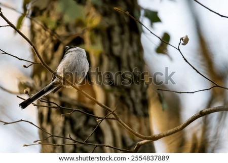 Similar – Image, Stock Photo Blue Tit looks around