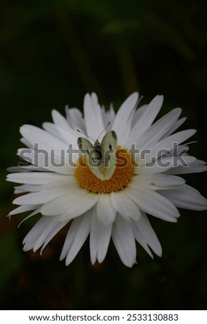 Similar – Image, Stock Photo Oscillation Garden