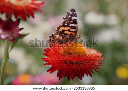 Similar – Image, Stock Photo Oscillation Garden