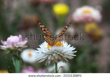 Similar – Image, Stock Photo Oscillation Garden