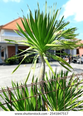 Similar – Image, Stock Photo Exotic parking lot