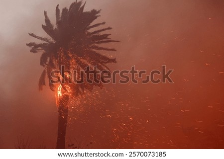 Similar – Image, Stock Photo Palm trees in warm evening light