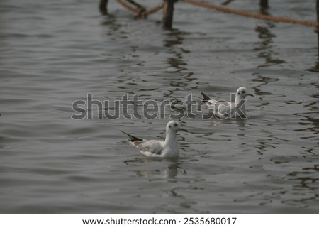 Similar – Image, Stock Photo two seagulls swimming in the fog on a quiet morning on the waveless, calm Weser river