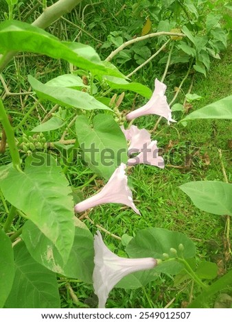 Similar – Foto Bild butterfly Wohnung Himmel