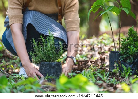 Similar – Image, Stock Photo Rosemary plant in herb bed