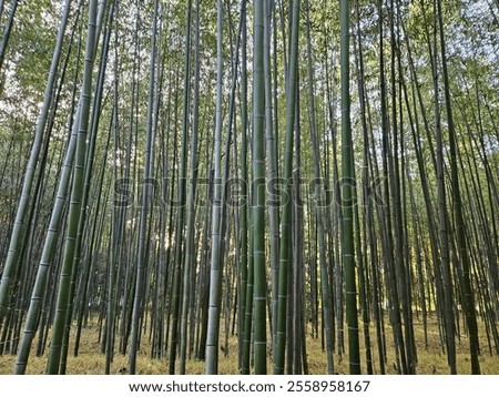 Similar – Foto Bild Wald mit hohem Bambus und grünen Blättern