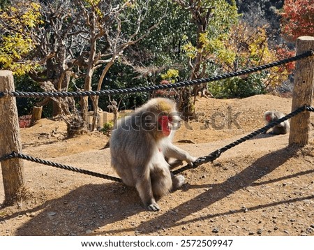 Similar – Image, Stock Photo autumn rope Environment