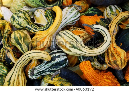 decorative mini pumpkins