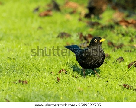 Similar – Foto Bild Amsel im Sonnenschein