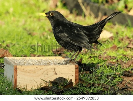 Similar – Foto Bild Amsel im Sonnenschein