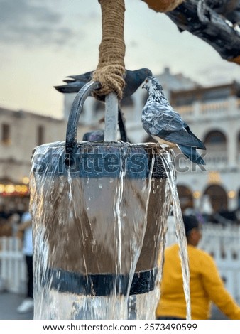 Similar – Foto Bild Tauben trinken am Nachmittag Wasser aus einer Pfütze in einem städtischen Park