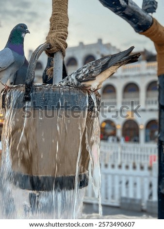 Similar – Foto Bild Tauben trinken am Nachmittag Wasser aus einer Pfütze in einem städtischen Park