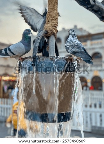 Similar – Foto Bild Tauben trinken am Nachmittag Wasser aus einer Pfütze in einem städtischen Park