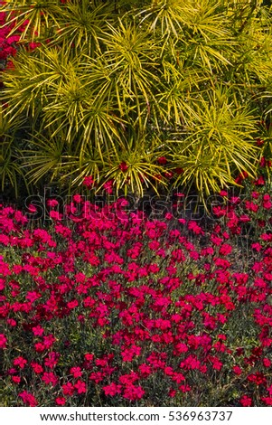 Similar – Image, Stock Photo Maiden Pink or Heidenelke or Dianthus deltoides. Lots of Maiden Pink blooming buds on a sunny meadow on a summer day. Many pink wildflowers in a summer meadow. Floral pink green sunny wallpaper.