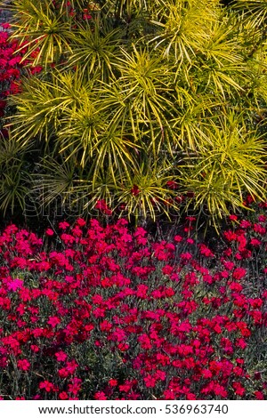 Similar – Image, Stock Photo Maiden Pink or Heidenelke or Dianthus deltoides. Lots of Maiden Pink blooming buds on a sunny meadow on a summer day. Many pink wildflowers in a summer meadow. Floral pink green sunny wallpaper.