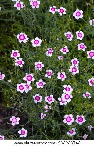 Similar – Image, Stock Photo Maiden Pink or Heidenelke or Dianthus deltoides. Lots of Maiden Pink blooming buds on a sunny meadow on a summer day. Many pink wildflowers in a summer meadow. Floral pink green sunny wallpaper.