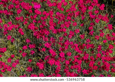 Similar – Image, Stock Photo Maiden Pink or Heidenelke or Dianthus deltoides. Lots of Maiden Pink blooming buds on a sunny meadow on a summer day. Many pink wildflowers in a summer meadow. Floral pink green sunny wallpaper.