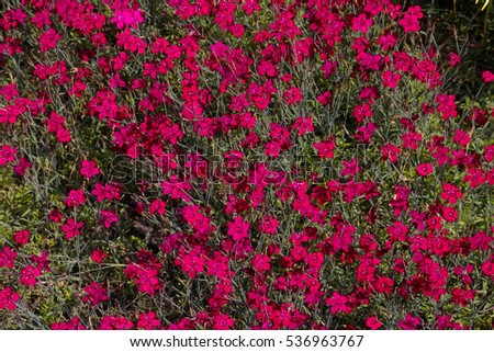 Similar – Image, Stock Photo Maiden Pink or Heidenelke or Dianthus deltoides. Lots of Maiden Pink blooming buds on a sunny meadow on a summer day. Many pink wildflowers in a summer meadow. Floral pink green sunny wallpaper.