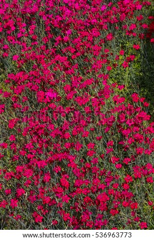 Similar – Image, Stock Photo Maiden Pink or Heidenelke or Dianthus deltoides. Lots of Maiden Pink blooming buds on a sunny meadow on a summer day. Many pink wildflowers in a summer meadow. Floral pink green sunny wallpaper.