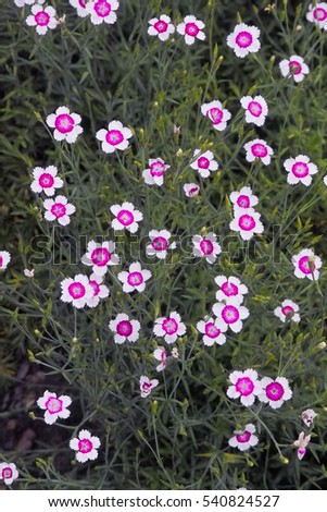 Similar – Image, Stock Photo Maiden Pink or Heidenelke or Dianthus deltoides. Lots of Maiden Pink blooming buds on a sunny meadow on a summer day. Many pink wildflowers in a summer meadow. Floral pink green sunny wallpaper.