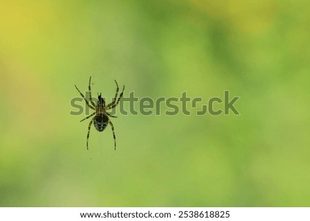 Foto Bild Spinne inmitten eines Spinnennetzes im Wald an einem bedeckten Tag