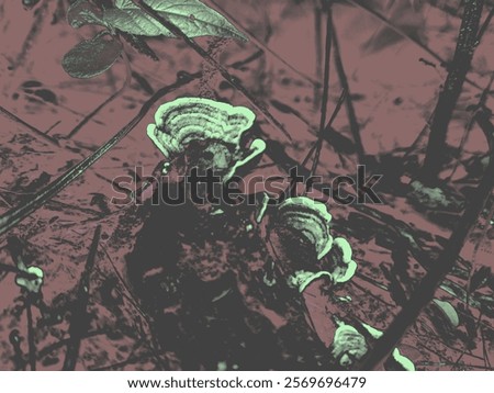 Similar – Image, Stock Photo mysterious circle of branches