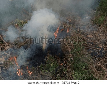 Image, Stock Photo contrast | small fire butterfly enjoying the sun on a white umbel flower