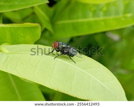 Similar – Image, Stock Photo A leaf, you can see the fine structures