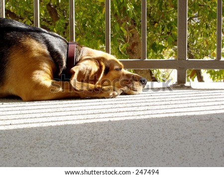 Dog taking a nap in the sun on a balcony