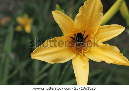 Similar – Image, Stock Photo Yellow flowers of Daylily also known as Hemerocallis sp.