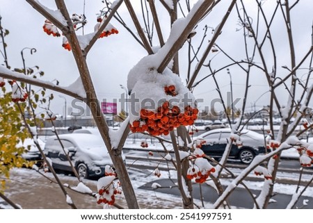 Similar – Foto Bild Schneebeeren sind da, aber weit und breit kein Schnee