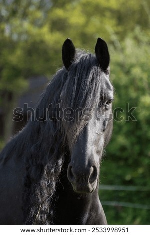 Similar – Image, Stock Photo Black Friesian horses in a pasture meadow in the Alps in the summer