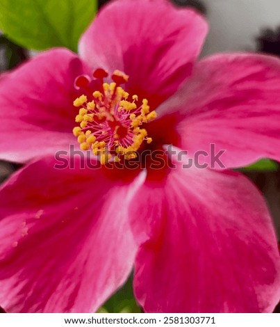 Similar – Image, Stock Photo Flowering plant in front of blurred meadow
