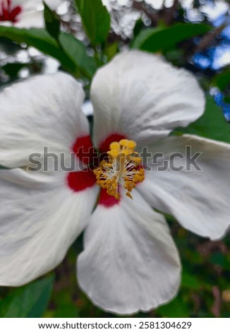 Similar – Image, Stock Photo Flowering plant in front of blurred meadow