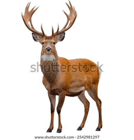 Image, Stock Photo stag Nature Animal Deer