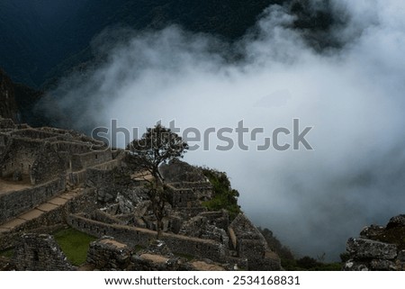 Image, Stock Photo The fog goes through forest