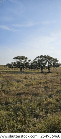 Similar – Foto Bild Weide mit zwei Bäumen vor Berg