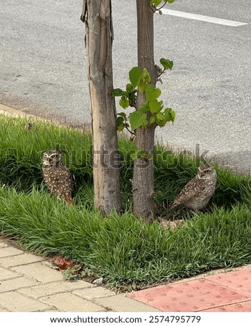 Similar – Image, Stock Photo Flowerbed with bird of paradise flowers