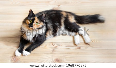 Similar – Image, Stock Photo Three colored cat lying on wooden bench