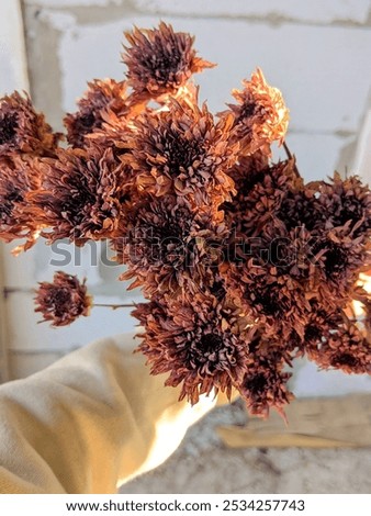 Similar – Image, Stock Photo Arranged bouquet of dried flowers and grasses in natural colours in autumn sunshine in front of a nursery in Oerlinghausen near Bielefeld in the Teutoburg Forest in East Westphalia-Lippe