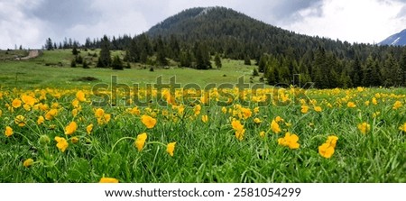 Similar – Image, Stock Photo Alpine meadow with yellow flowers in mountains