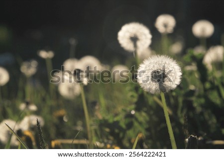 Similar – Image, Stock Photo beautiful dandelion flower in spring season