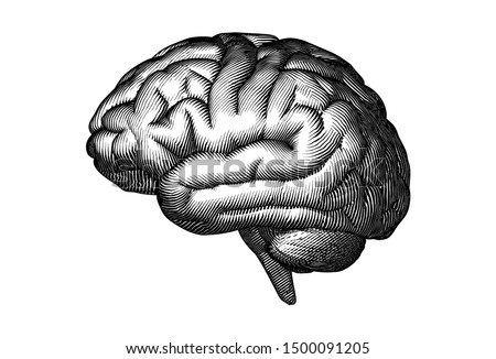 Monochrome engraved vintage drawing human brain in side view with woodcut print style illustration isolated on white background