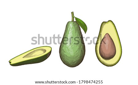 Colorful vintage engraved drawing of avocado fruit full half and seed with leaf vector illustration isolated on white background