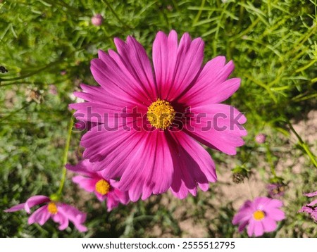 Similar – Image, Stock Photo Blue daisy, Brachyscome multifida from Australia